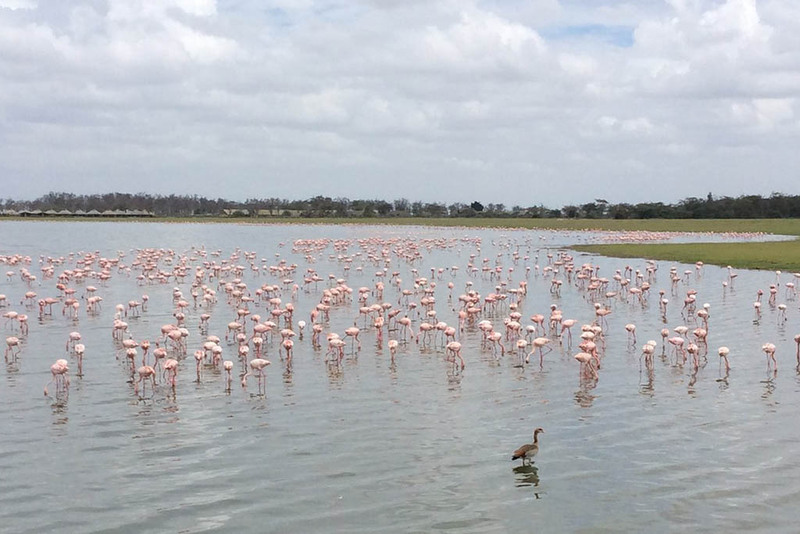 amboseli falmingos