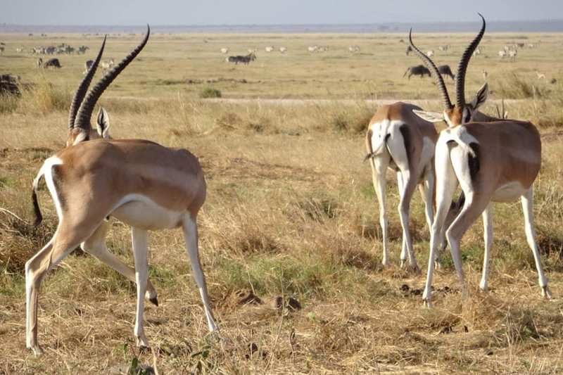 Amboseli gazelle grazing on plain savannah grassland