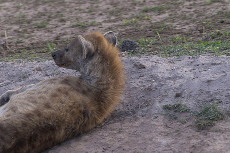 Amboseli hyena