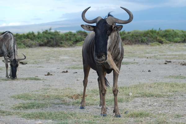 Amboseli wildbeest - Kenya safari photo