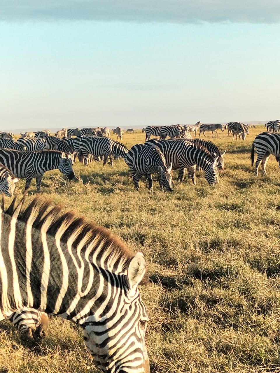 Amboseli zebras grazing on savannah grassland