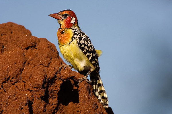 Tsavo East bird viewing