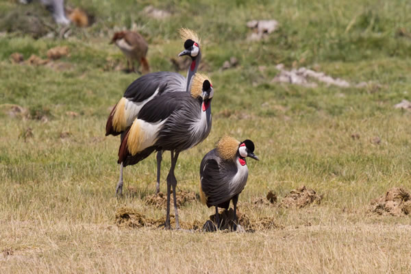 Kenya birds watching adventure at Masai Mara