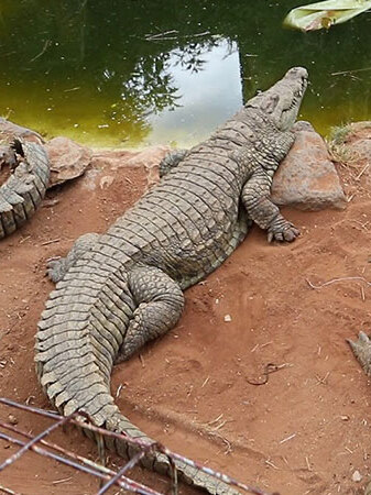 Mamba Village crocodile