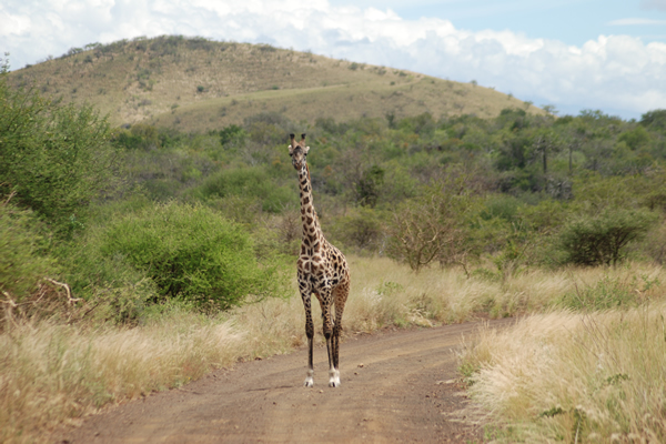 Tanzania giraffe