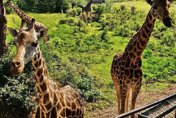 Haller Park giraffe