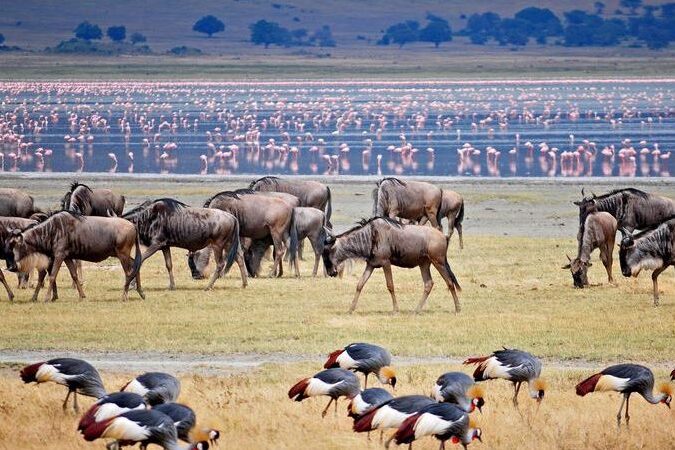 Kenya - Tanzania safari to Lake Manyara wildlife game drive