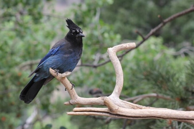 Lake Naivasha birds