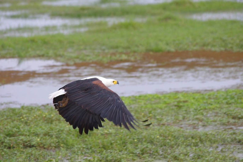 Lake Naivasha eagle