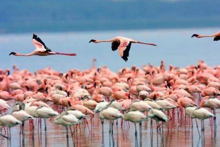 flamingos at Lake Nakuru - birdwatching safari