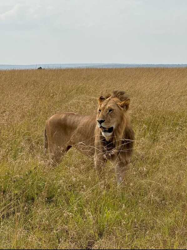 Pride of Kenya safaris - lion king