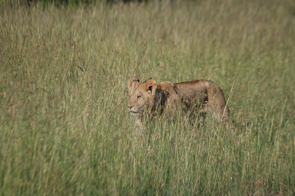 Lion game drive adventure - ig five Tanzania safari