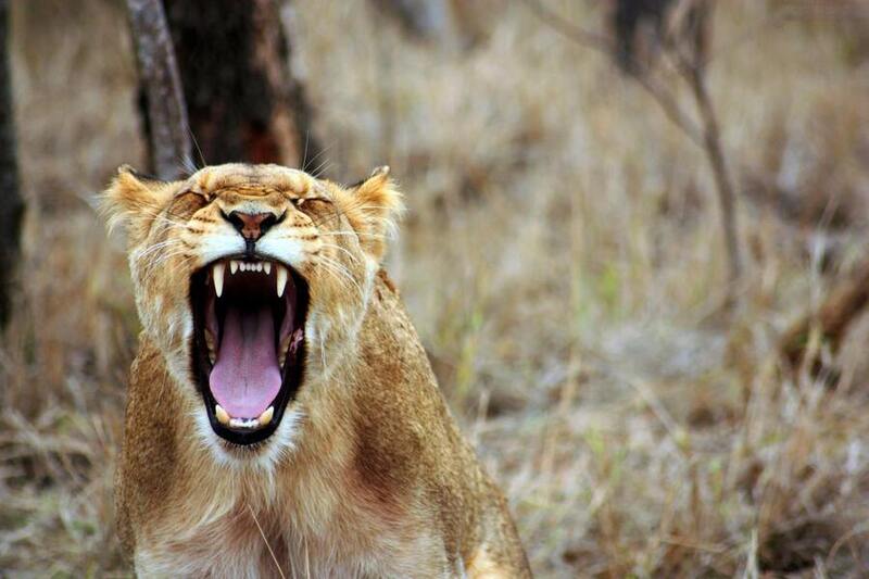Tsavo west lioness