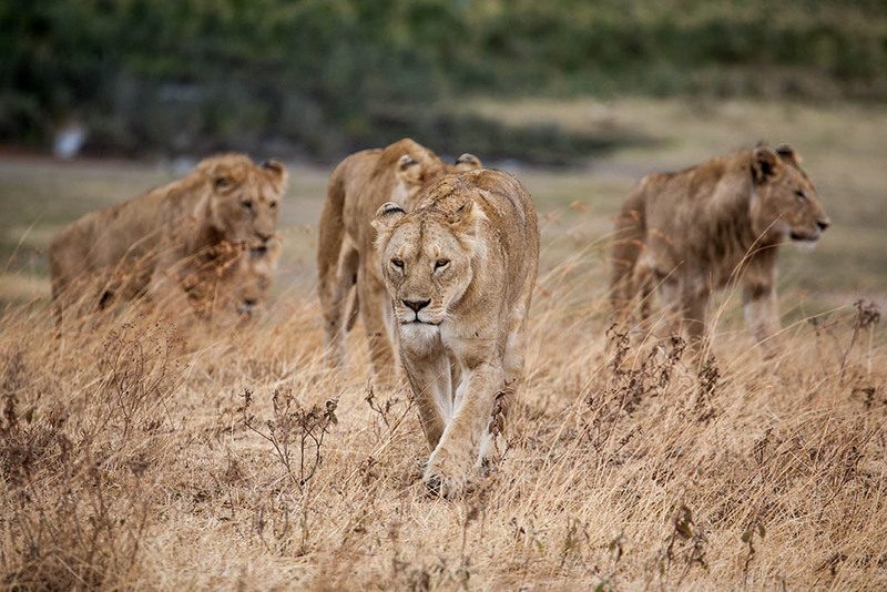 Honeymoon Kenya safaris with game adventures