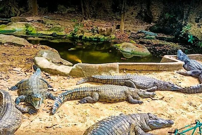 Mamba village crocodiles viewing day tour