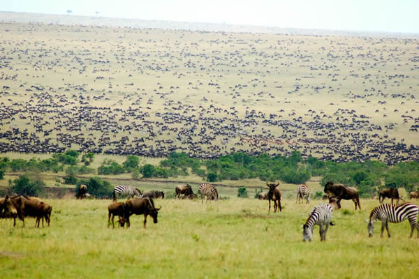 Zèbres et gnous dans la Réserve Nationale du Masai Mara