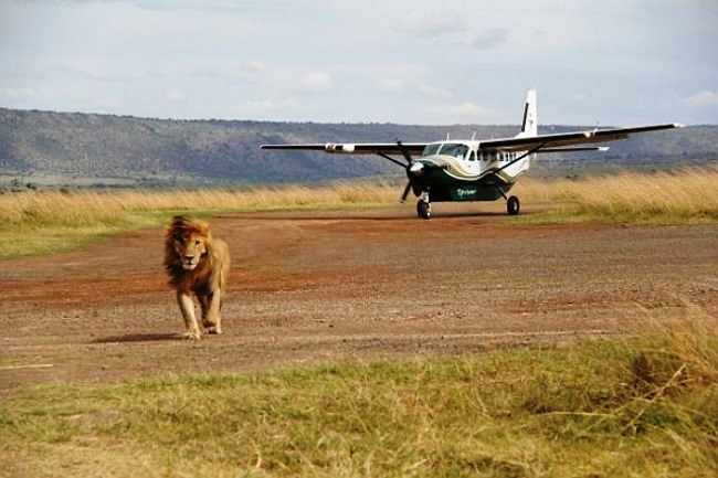 Lion at Masai Mara airstrip - luxury Kenya safari