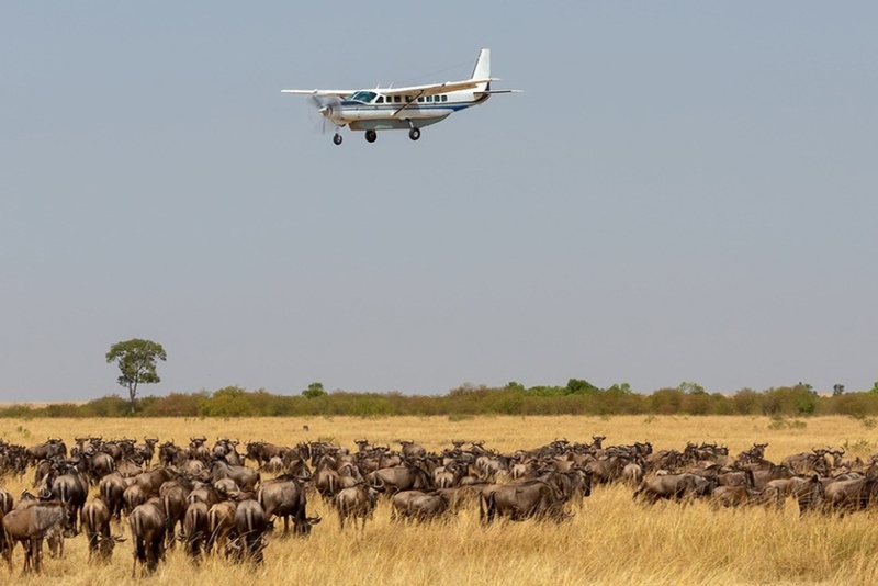 aerial view of the wild animal on a plane at Masai Mara