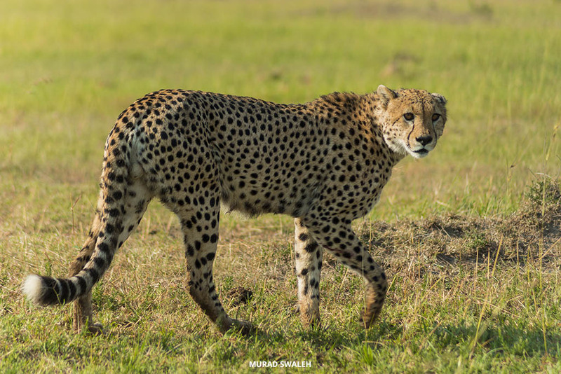Masai Mara cheetah