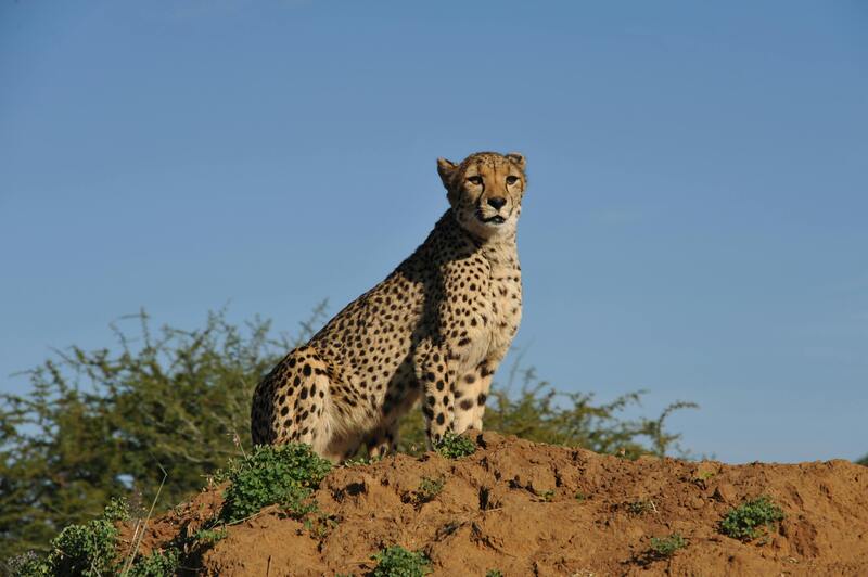 Masai Mara cheetah