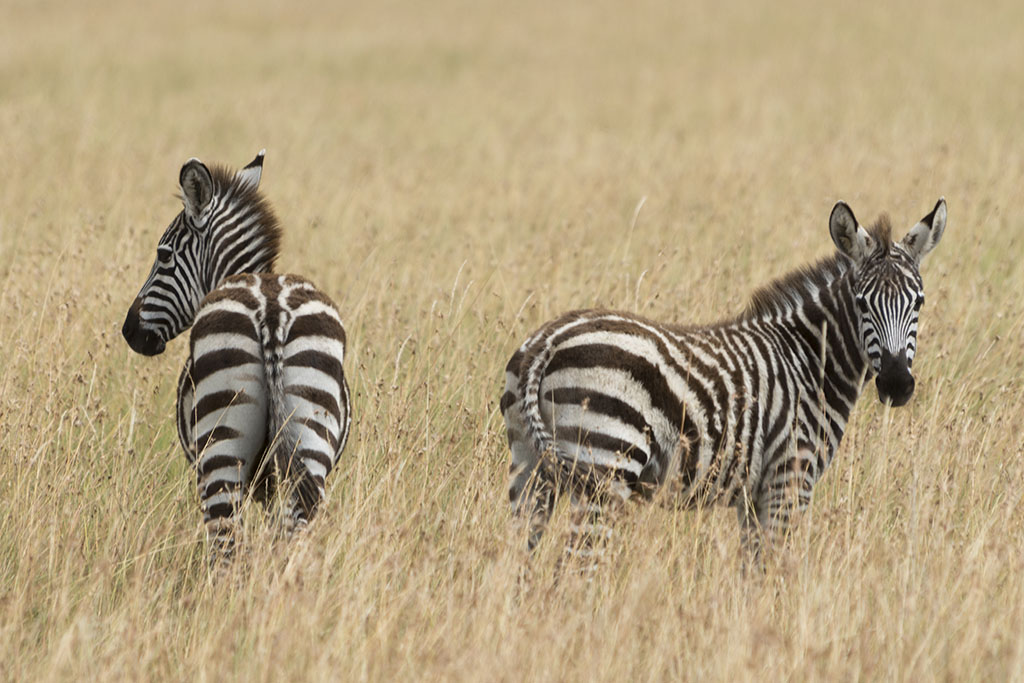 Troupeau de zèbres dans la Réserve Nationale du Masai Mara