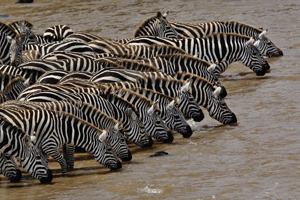 Zebras at Mara river drinking water during great migration