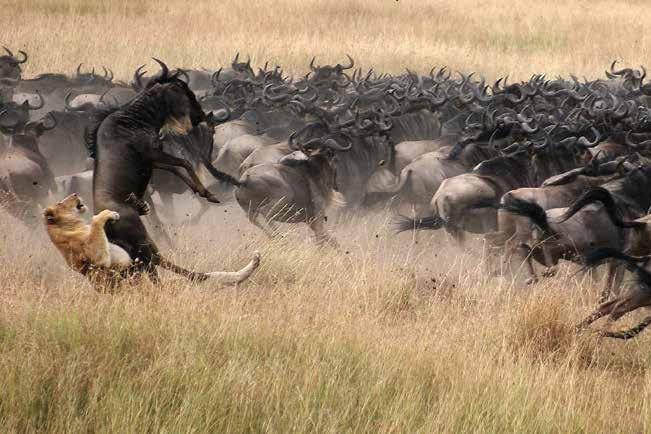 Lion chassant des gnous pendant la Grande Migration au Masai Mara