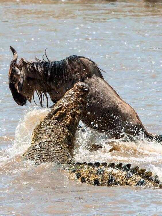 Gnou capturé par un crocodile pendant la Grande Migration au Masai Mara
