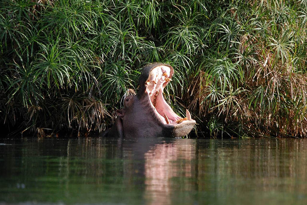 Mzima Spring hippo - Kenya safari