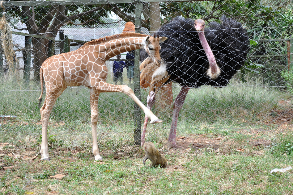 Wild animal viewing at Nairobi Orphanage -  weekend getaway