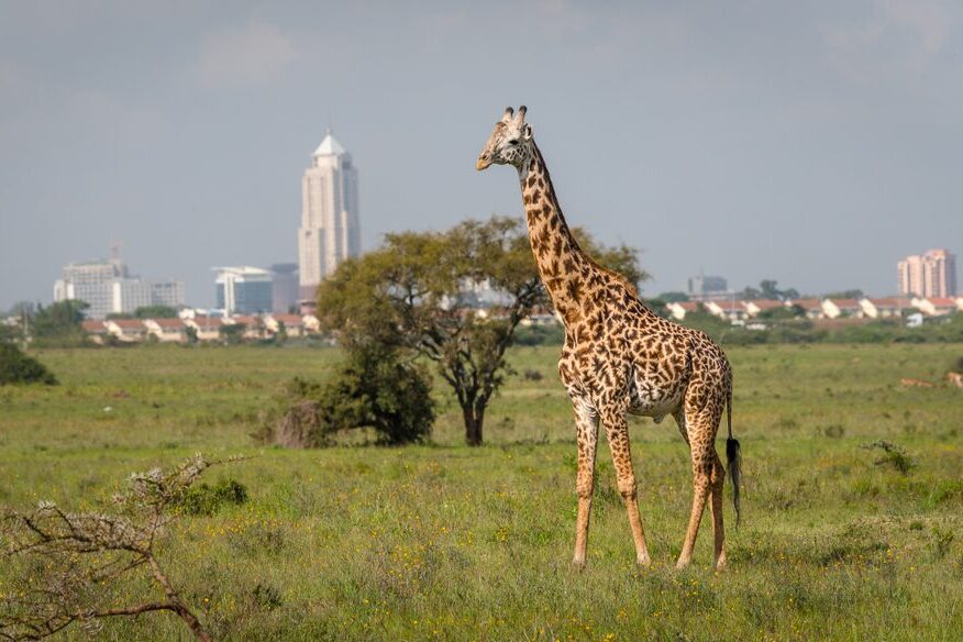 giraffe wildlife adventures for small groupd