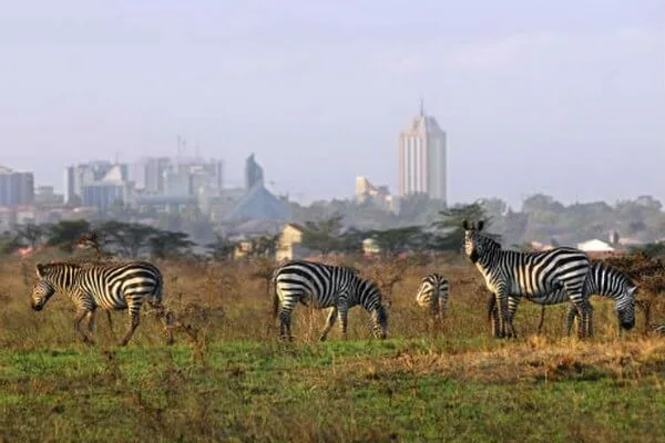 Enjoy nairobi national park tours