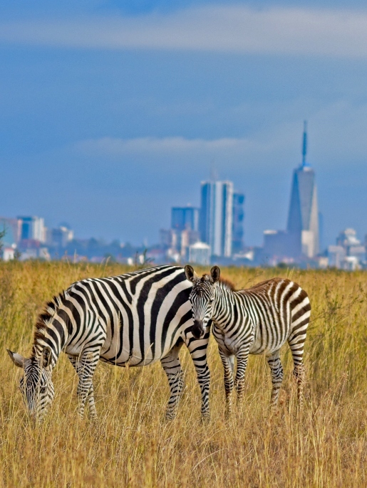 Nairobi National Park Zebras grazing
