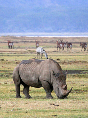 Ngorongoro rhino -big five adventure