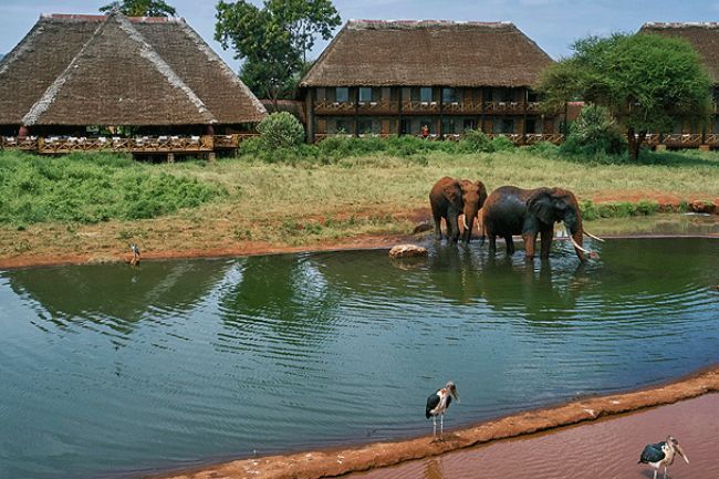 view of the wild animals from Ngutuni Safari Lodge