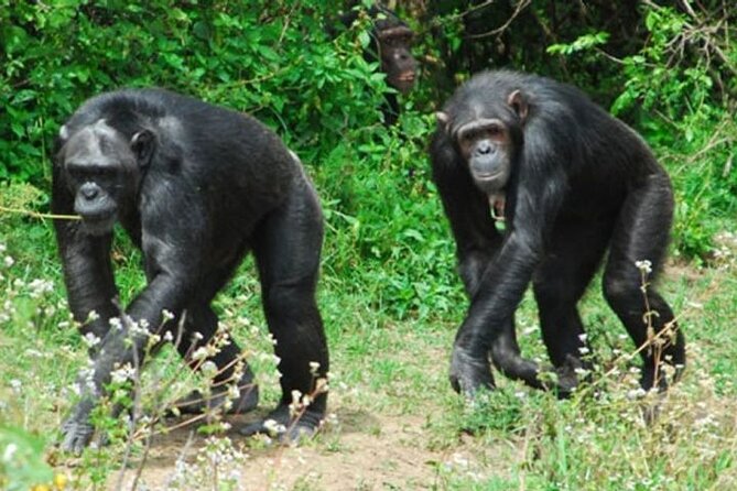 Ol Pejeta solo tours