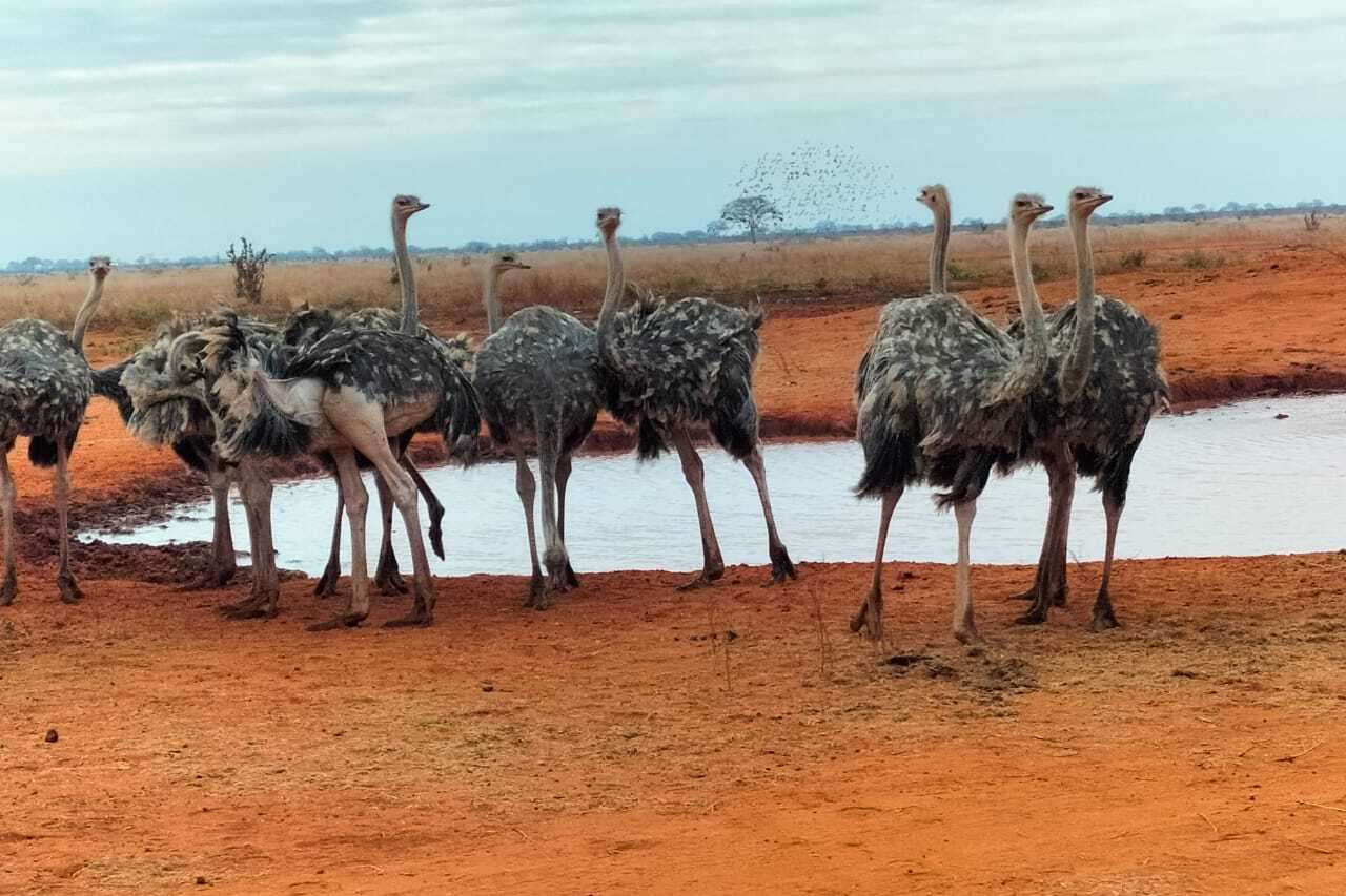 Tsavo East ostreech spotting during 2 day game drive
