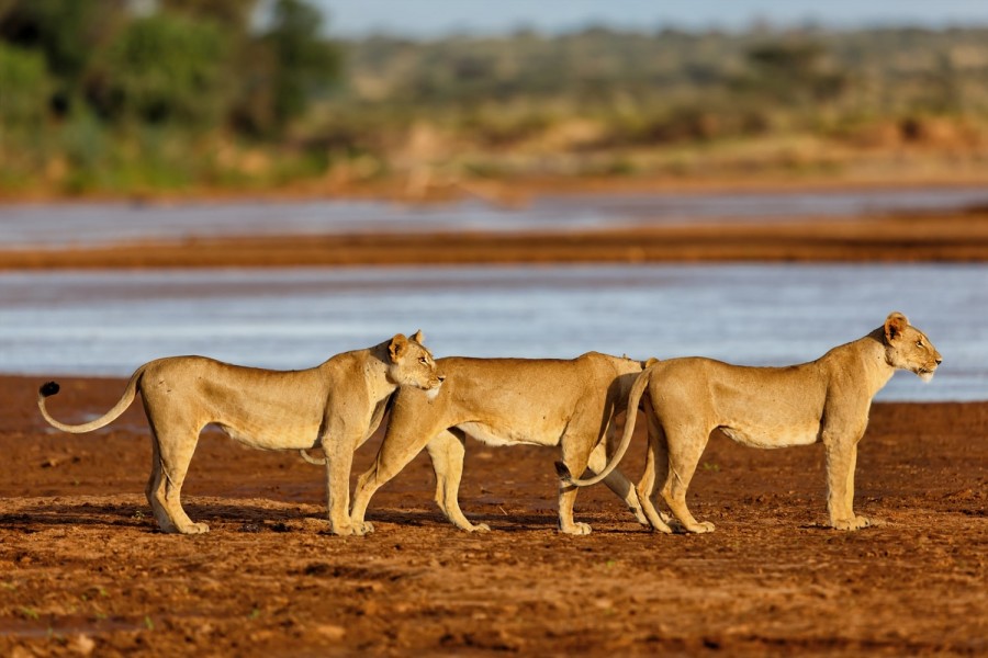 Samburu Lions Kenya Wildlife safari