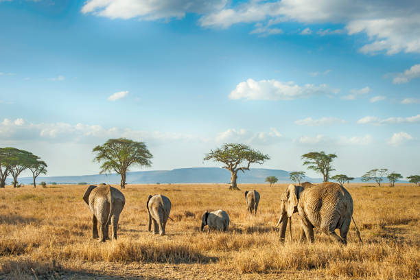 Serengeti solo safaris - Tanzania tours