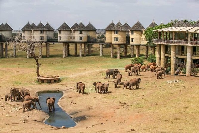 aerial view of the animals at Salt Lick