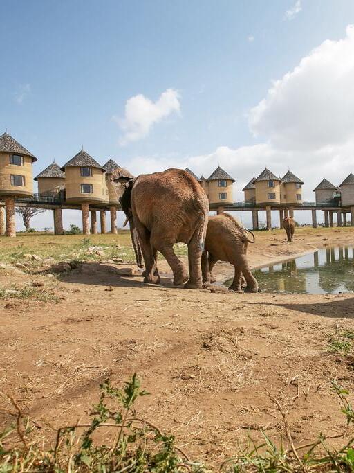 Perfect view of the elephants at the salt link lodge