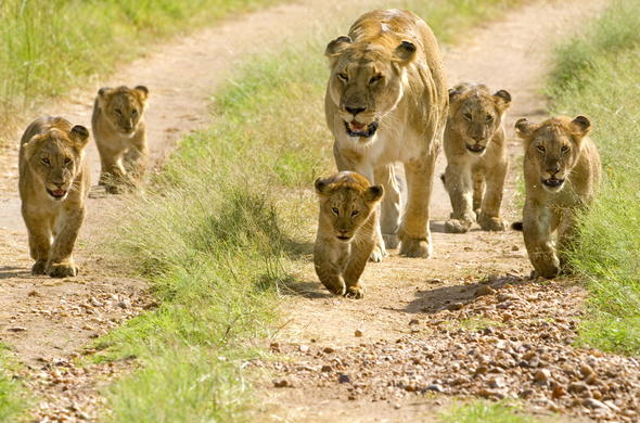 Family of lions and the cubs