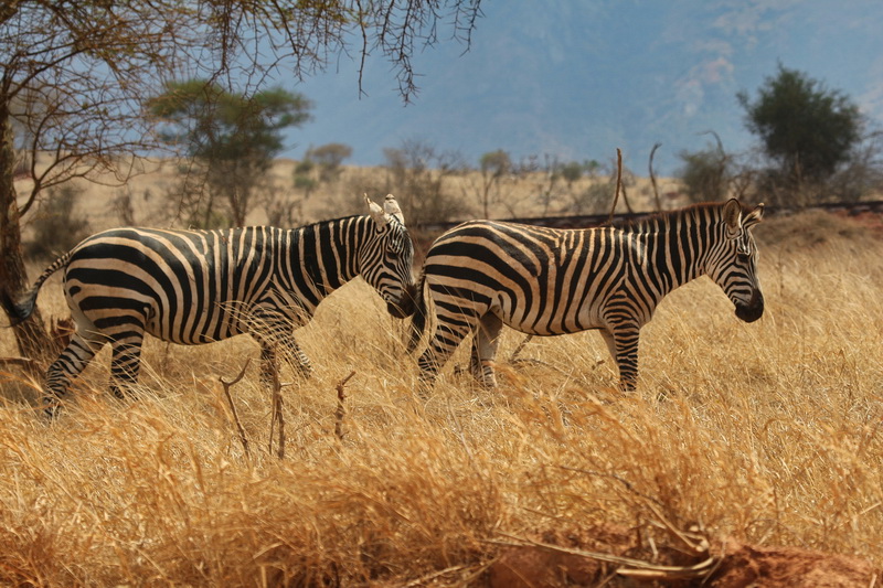 zabras at Taita Hill