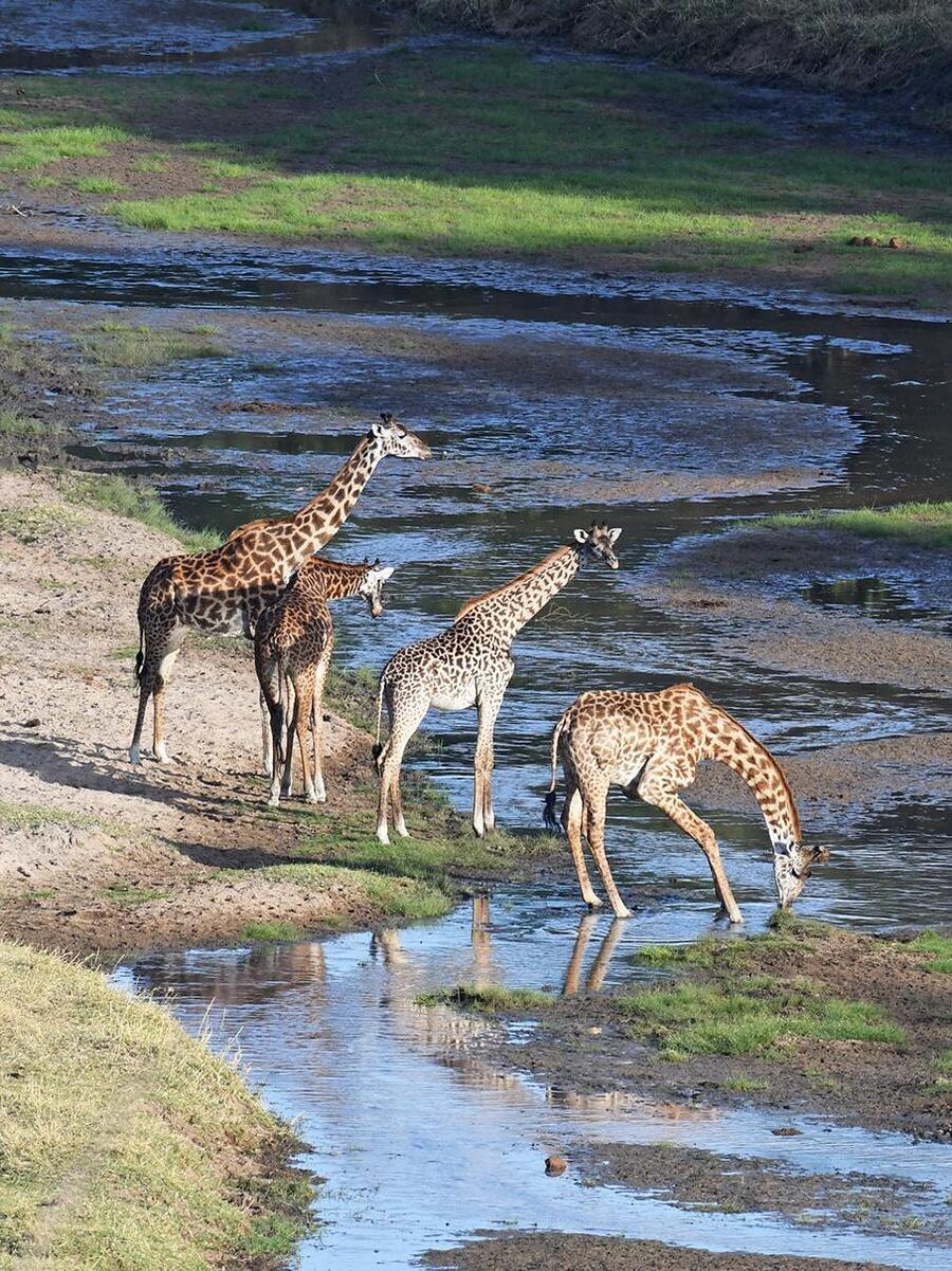Tarangire National Park game adventure