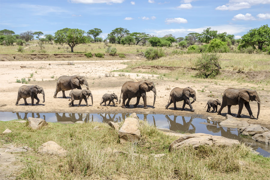 Tarangire game drive Tanzania safari