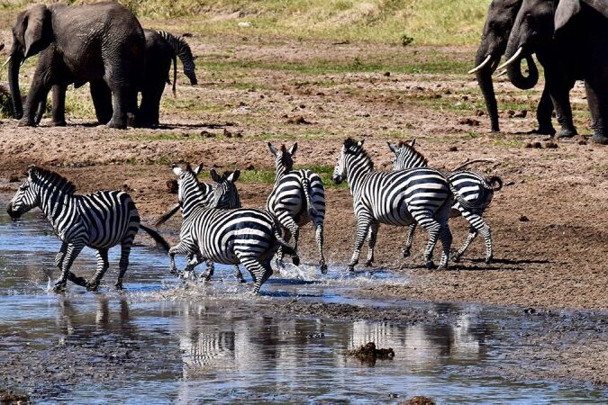 Tarangire wildlife - Tanzania safari