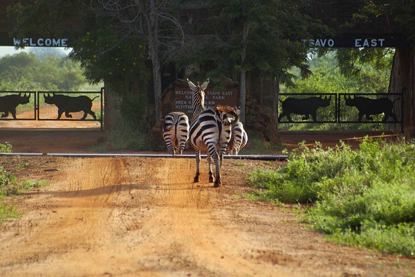 Tsavo East zebras at the entrance