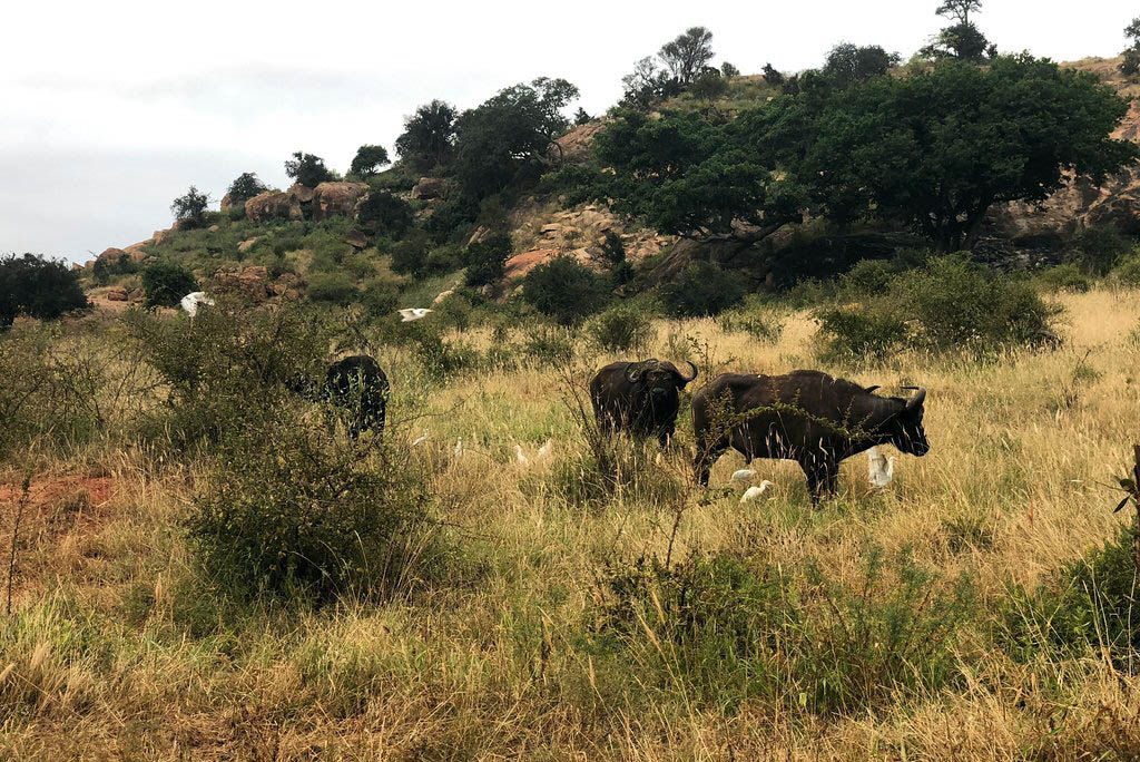 Kenya buffalos at tsavo east