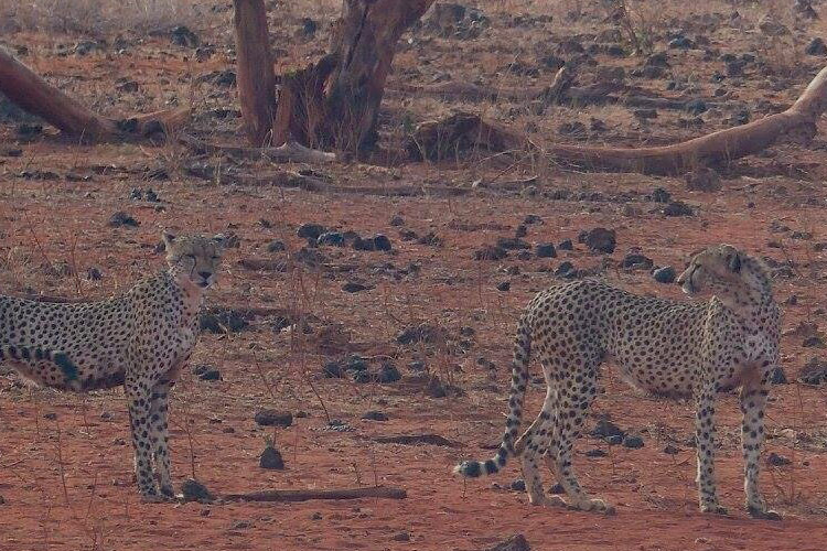 Tsavo East cheetahs hunting