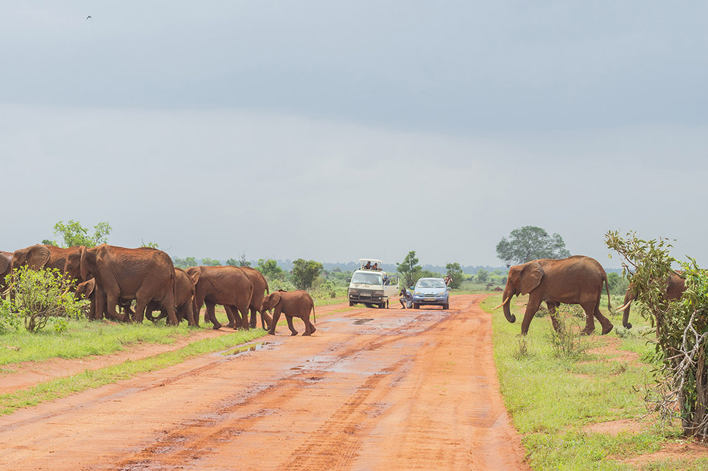 Tsavo east elephants